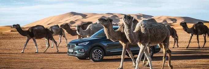 The SEAT Tarraco 4Drive rises to the Moroccan challenge.