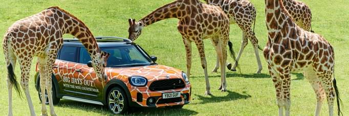 MINI announces roar-some new partnership with Longleat